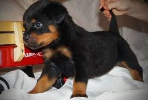 Brilliant AKC Rottweiler puppies