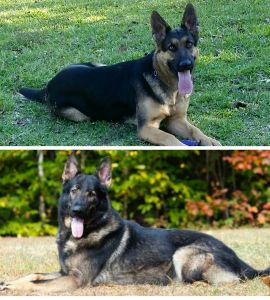 AKC German Shepherd pups