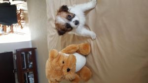 papillon puppy