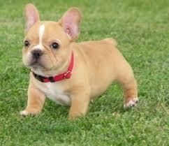 lovely french bull dog