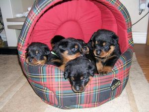 German Rottweiler puppies pure bred blockheads