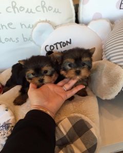 Teacup Yorkie Male And Female .text ***
