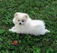 2 11 Weeks Old Neutered Male And Female Pomeranian