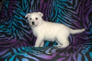 AKC White German Shephard