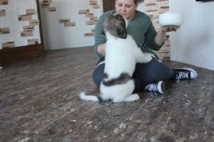 Pyrenean mastiff Bony M