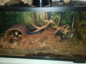 Royal pied ball python