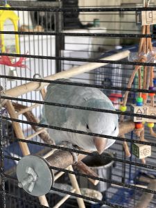 Quaker female blue 7 months