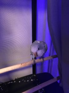 Selling this Quaker parrot brought him a month ago from petshop for800