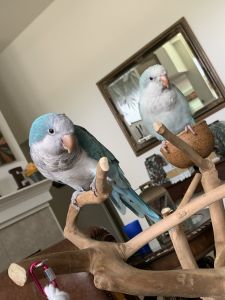 2 Blue Opaline Quaker