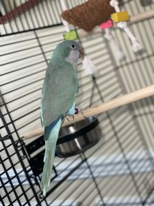 Blue Quaker Parrot