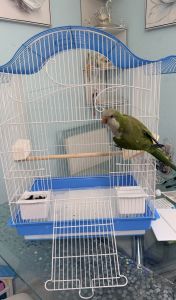 Quaker parrot for sale