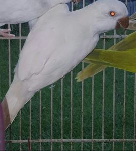 Albino Female