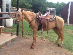 Palomino Quarter Horse Mare and female