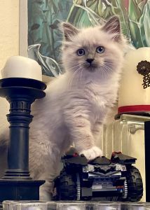 Blue Mitted Ragdoll