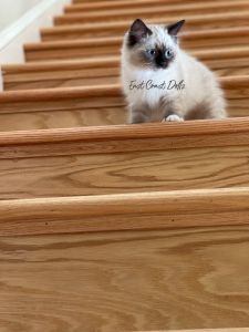 Champion lines / Ragdoll kittens, TICA Registered /