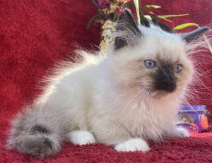 Cherrio ragdoll