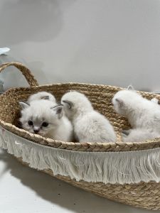 Ragdoll kittens