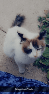 young female fixed abandoned ragdoll kitty