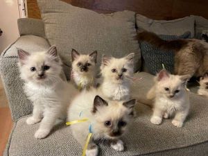 Ragdoll Kittens