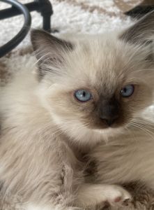 Christmas Ragdoll Kitten