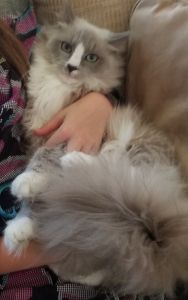 Tiggy - ragdoll Himalayan kitten/cat