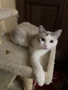 Ragdoll Himalayan mix