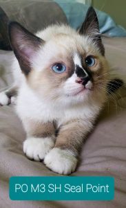 Ragdoll mix