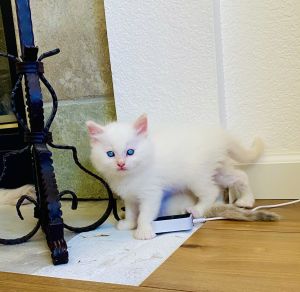 Ragdolls kittens TICA