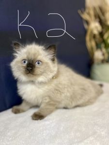 Ragdoll Kittens for sale