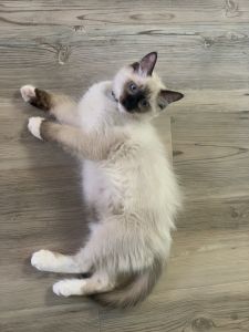 Purebred Ragdoll Kittens