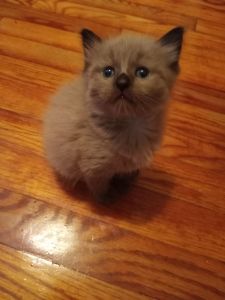 Ragdoll siamese kittens