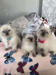 Ragdoll Kittens for sale