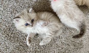 Ragdoll Kittens