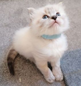 Lovely Ragdoll kittens for Sale