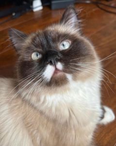 Ruby Ragdoll female kitten