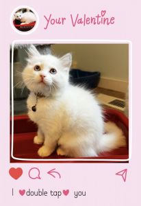 Mocha - Lilac Bicolor Female