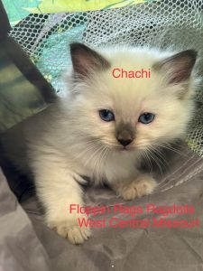 Ragdoll Kittens ready March 1