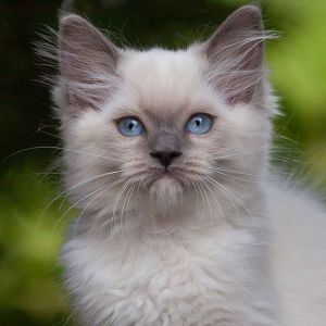 Precious Ragdoll Kitten