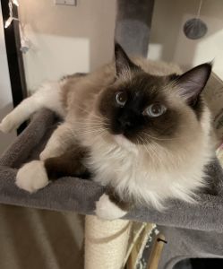 RAGDOLL MILO NEEDS NEW HOME