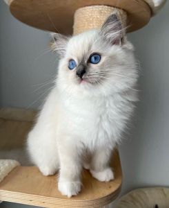 Excellent Ragdoll Kittens