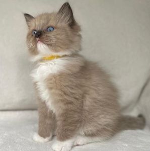 Ragdoll Kittens