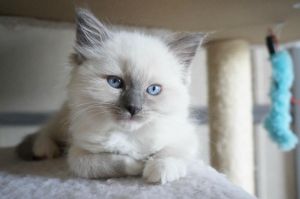 Ragdoll Kittens, Reg. for sale