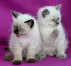 Gorgeous ragdoll kittens for u