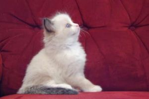 Good Adorable Ragdoll Kittens For Sale