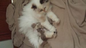 Ragdoll Kittens