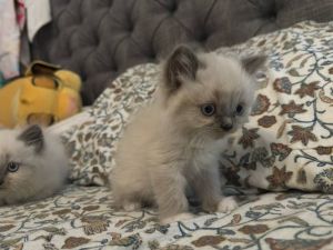 Lovely Kittens for sale