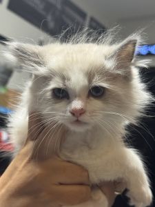 Ragdoll cats for sale
