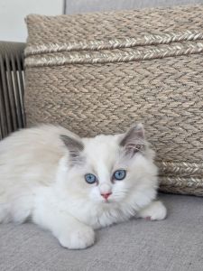 Female Blue Point Ragdoll Kitten