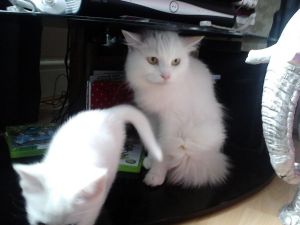Male and female Ragdoll Kittens