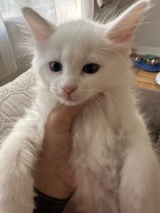 ✨ Ragdoll × Maine Coon Mix Kitten – Odd-Eyed Boy ✨
